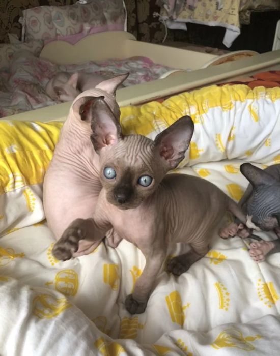 Шикарные канадики