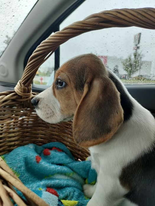 Beagle piesek trikolor