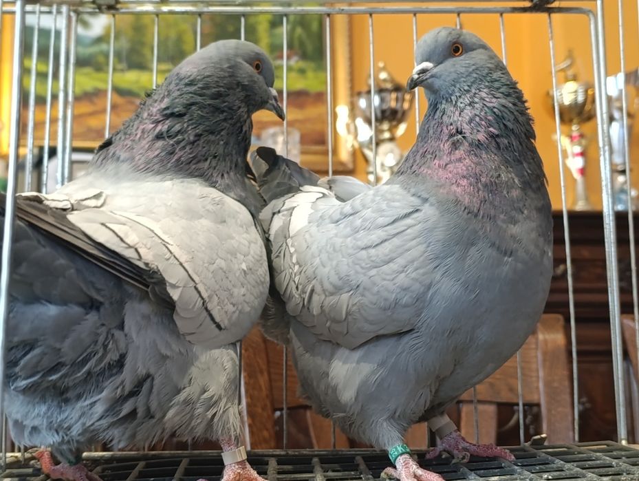 Ryś, rysie na niebieskich pasach i ciemnych lotach, wysyłam, gołębie o