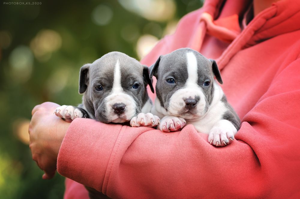 Дві гарнюні цукерочки блакитні дівчинки ..