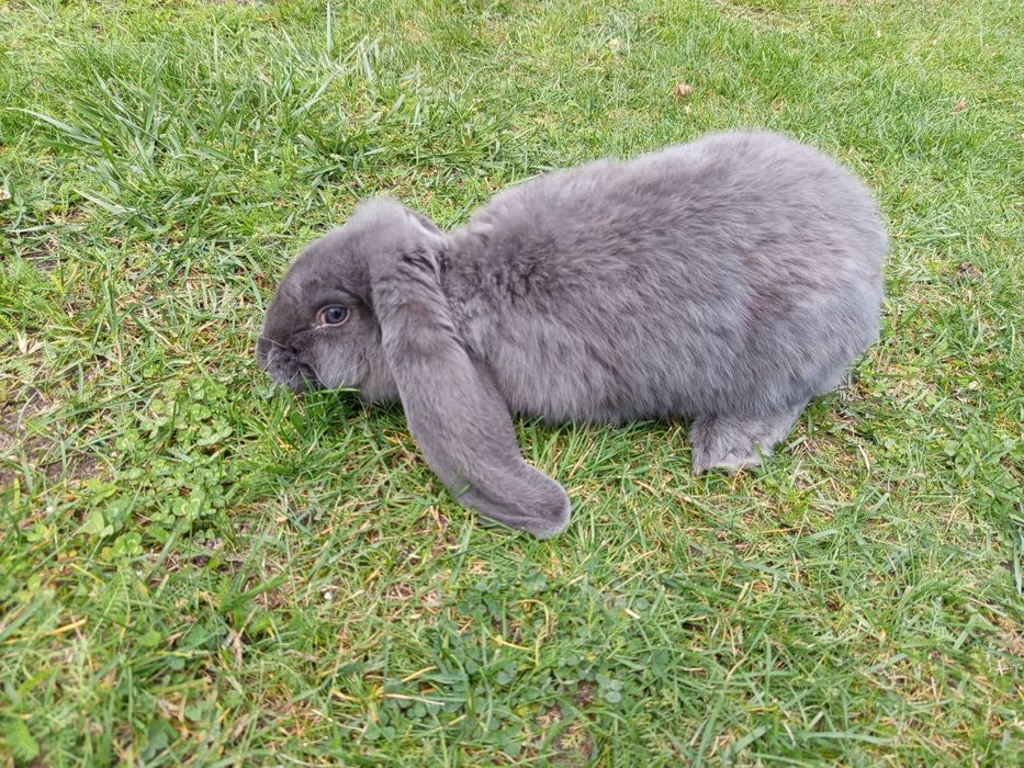 Króliki rasy baran francuski niebieski FBN Samce (nie belgijski, )