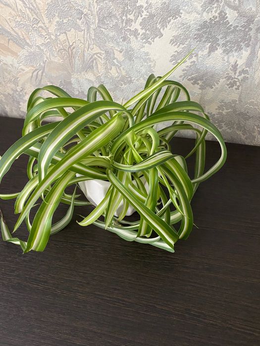 Продаётся  хлорофитум