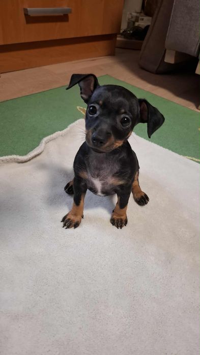 Suczka rasy pinczer średni