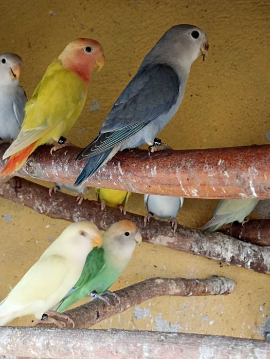 Nierozłączki czerwonoczelne 2025