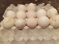 Indyk staropolski jaja legowe