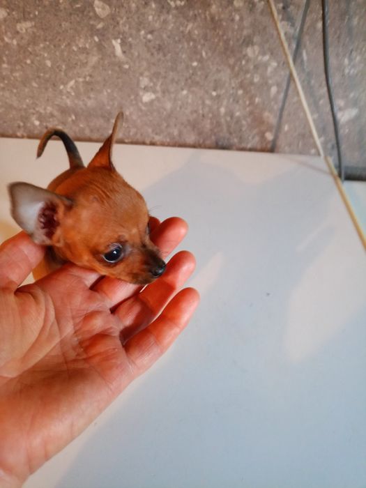 Pinczer miniaturowy 2 miesięczny piesek