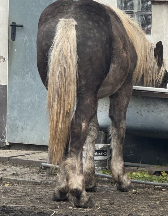 Sprzedam ogierka typ zimnokrwisty