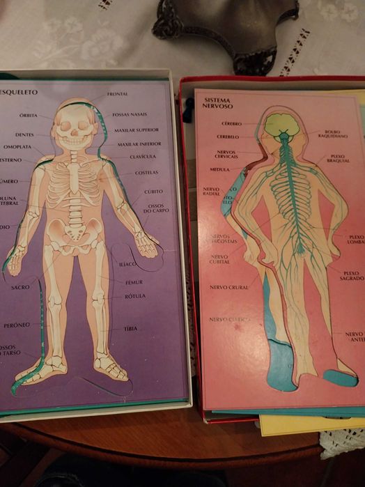 Jogo de tabuleiro, Anatomia, da Majora, 6-9 anos, 1-4 jogadores