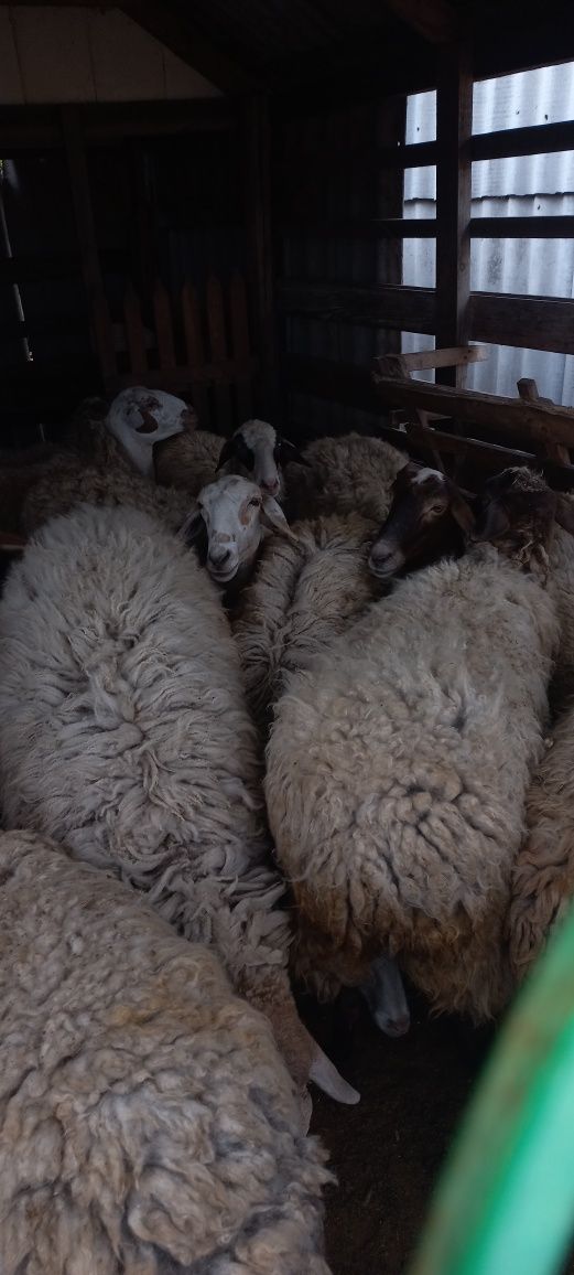 Продам овец курдючных