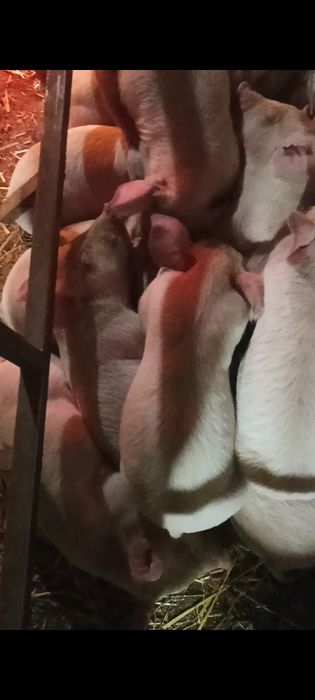 Продам поросят!!!