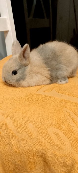 Króliczki miniaturki