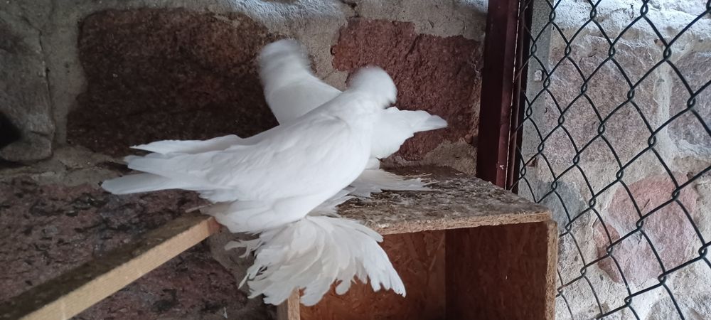 Turkot niemiecki dwuczuby golebie turkoty