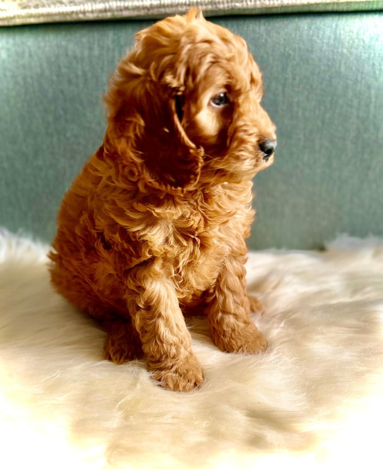 Cudowny piesek cockapoo