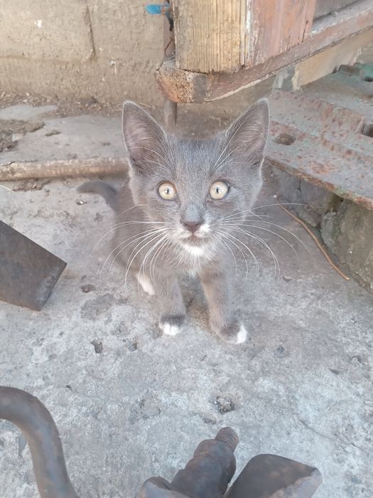 Одам в хорошие руки кошечьку