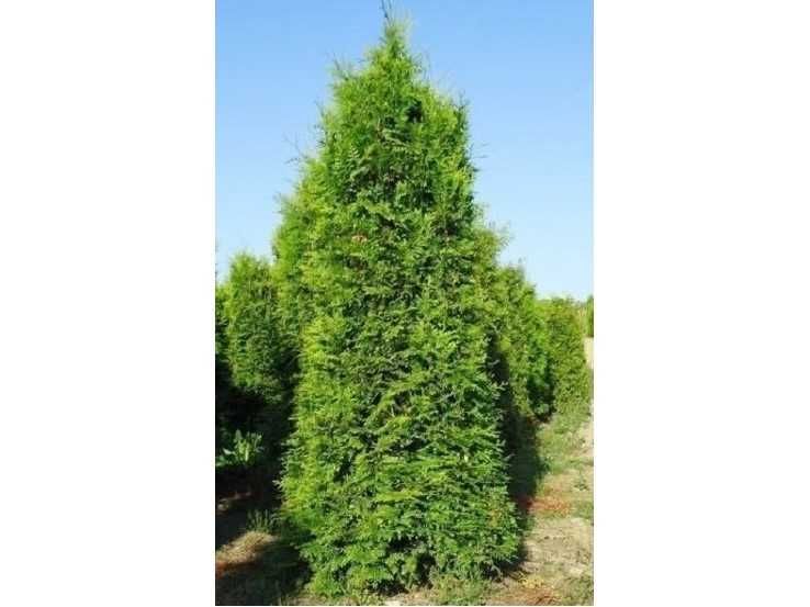 Tuja Brabant! 200,220,240,250,300 cm! Sadzimy! Tuje! Thuja! Dowozimy!