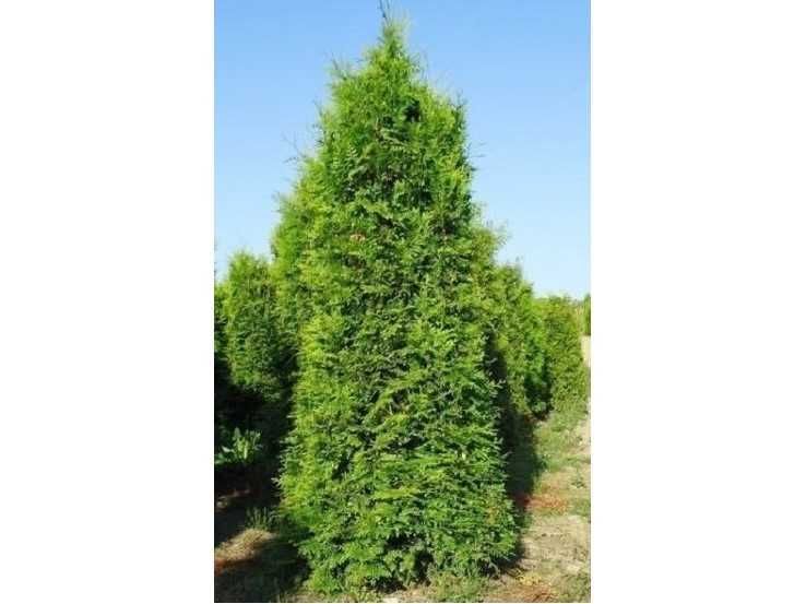 Tuja Brabant! 200,220,240,250 cm! Sadzimy! Tuje! Thuja! Dowozimy!