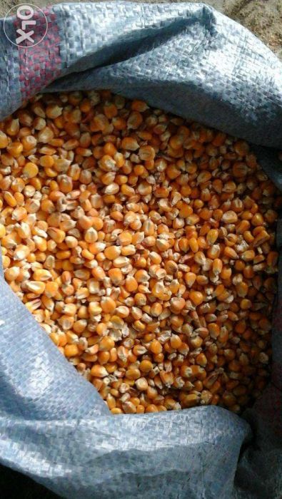 Kukurydza sucha paszowa karma zanęta