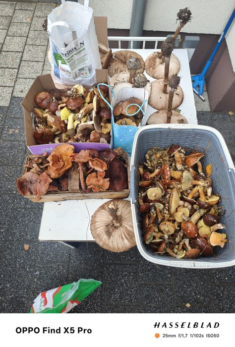 Sprzedam swieze grzyby podgrzybki rydze kanie sowy maslaki