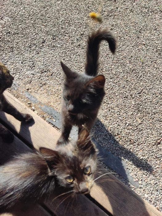 Симпатичные котята даром. Кот. Кошка. Котенок бесплатно