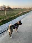 Akita Amerykańska do adopcji
