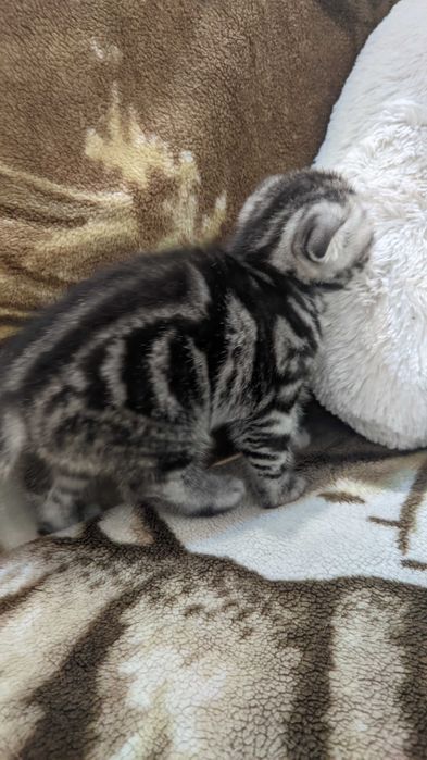 Шотландские котята