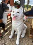 pies hachi akita figura z żywicy figurka ogrodowa