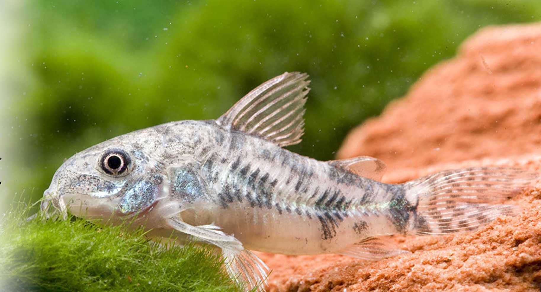 Kirysek pstry - Corydoras paleatus - Kirys - dowóz, wysyłka