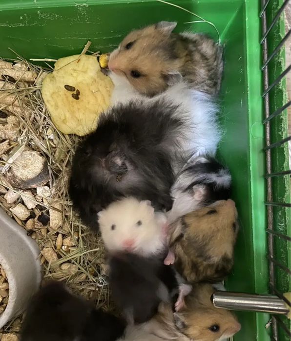 Королівський хом'як молоді