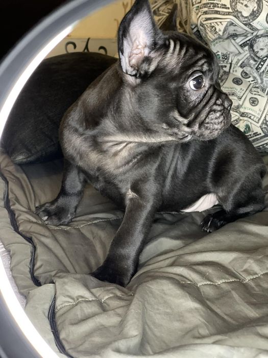 Продам щенков  французского бульдога