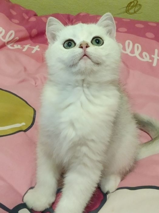 Мультяшний котик вільний