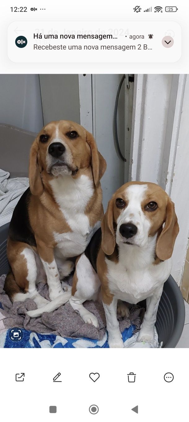Beagles Maravilhosos