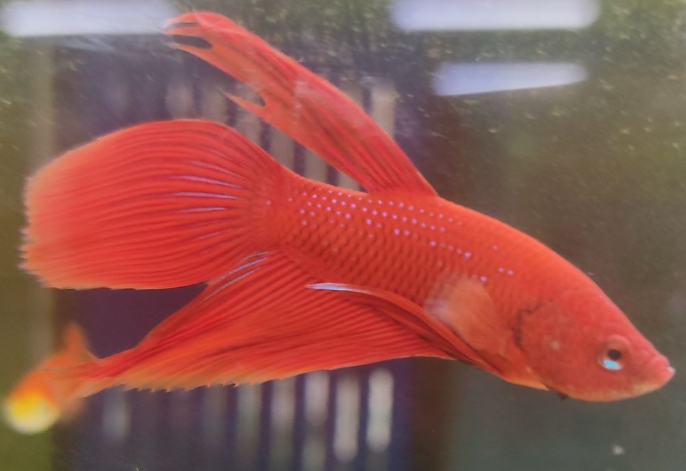 Bettas Azul XL Lindo E Outras Cores