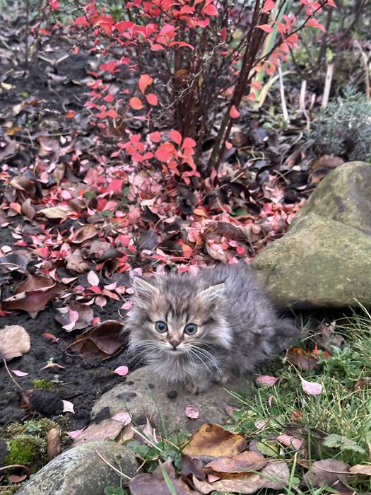 Кошенята в добрі руки