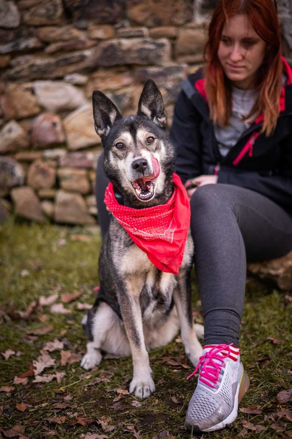 Piękna HELA w typie husky czeka na wymarzony dom!