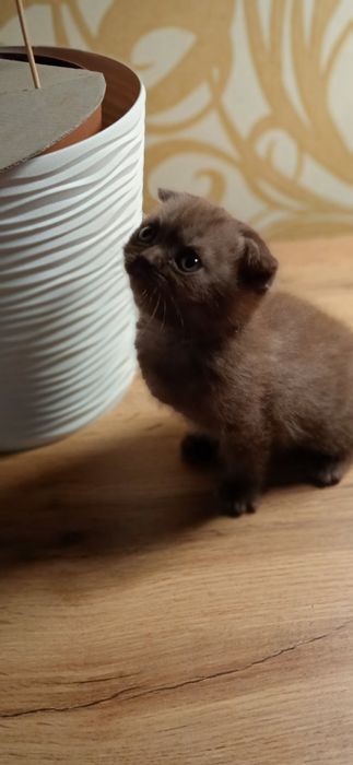 Шотландські кошеннят