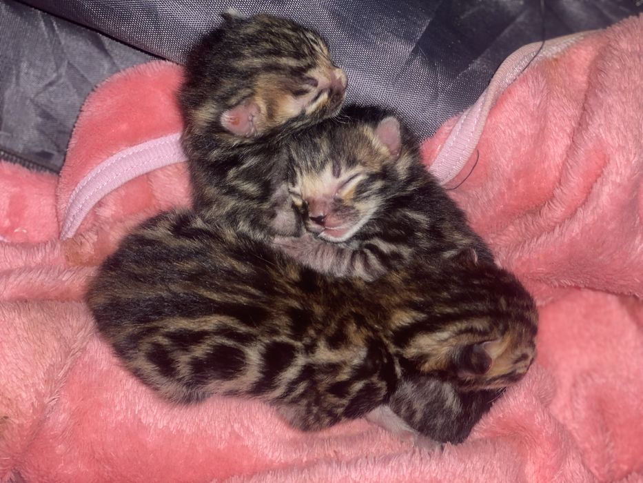 Бенгальські кошенята