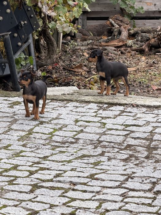Pinscher pincher 2,5 meses