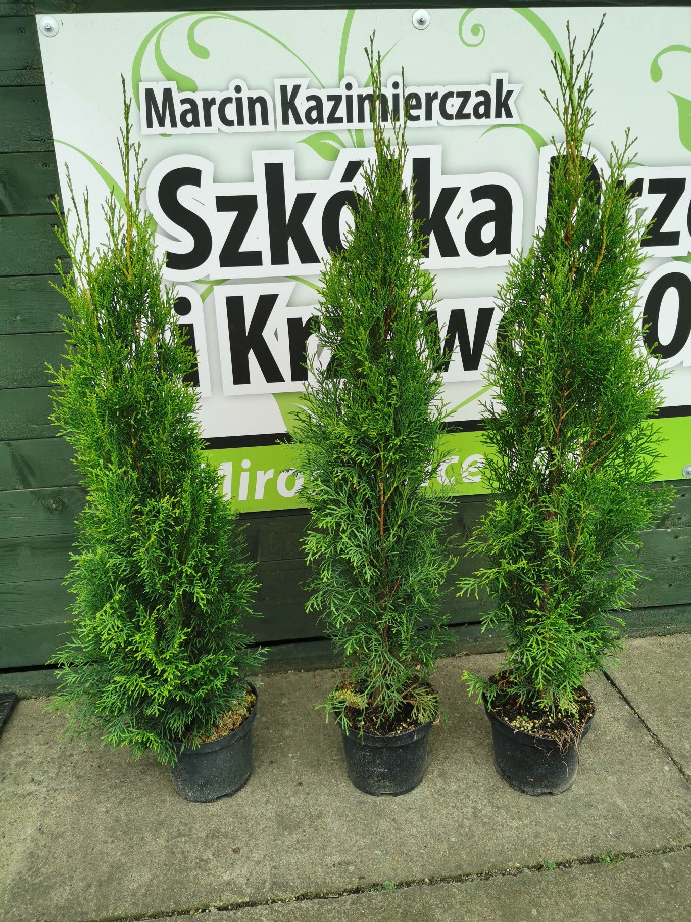 Tuja szmaragd 90-110cm szmaragdowa szmaragdowe ukorzenione