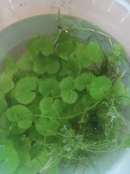 Wąkrotka białogłowa