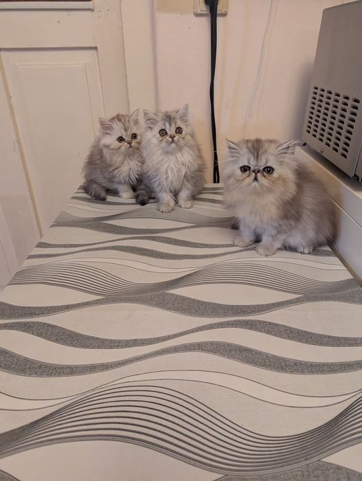 Kocięta perskie perska perski koty