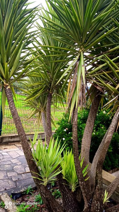 Planta yucca vários tamanhos
