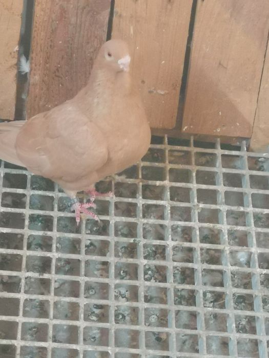 Pombo Mariolinha