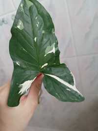 Syngonium albo variegata