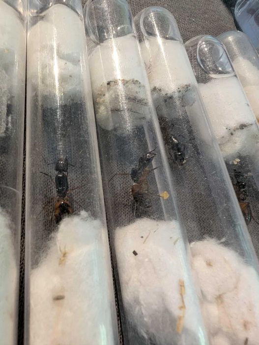 Rójkowe, camponotus sanctus 1w