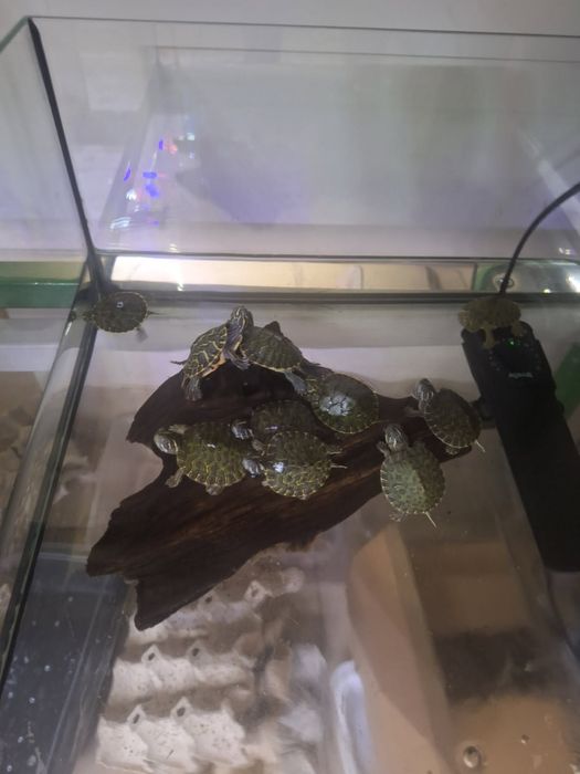 Żolw hieroglifowy wodno ladowy sklepie Zoologiczny Rafa