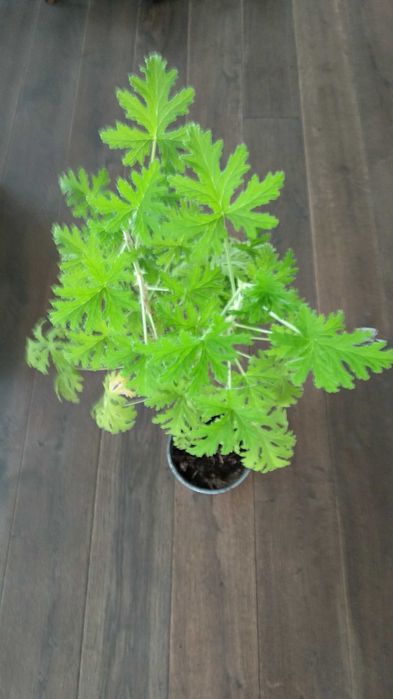 Duża anginka geranium