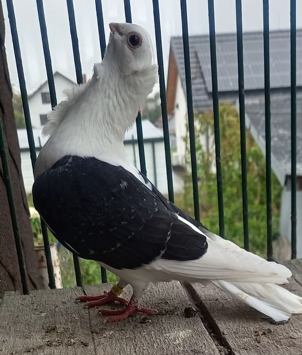 Gołębie mewki,mewka samce,samice