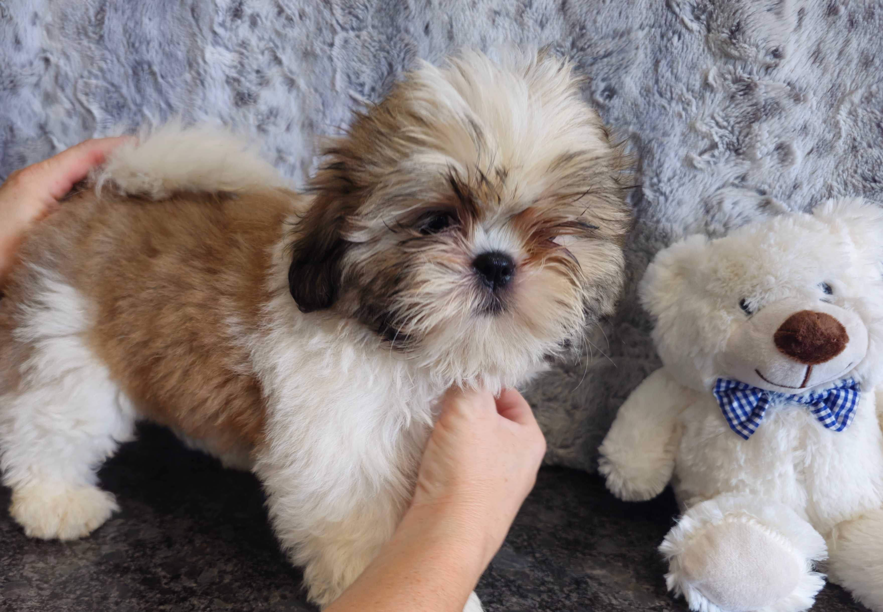 Shih Tzu puchaty piesek z rodowodem SWKIPR