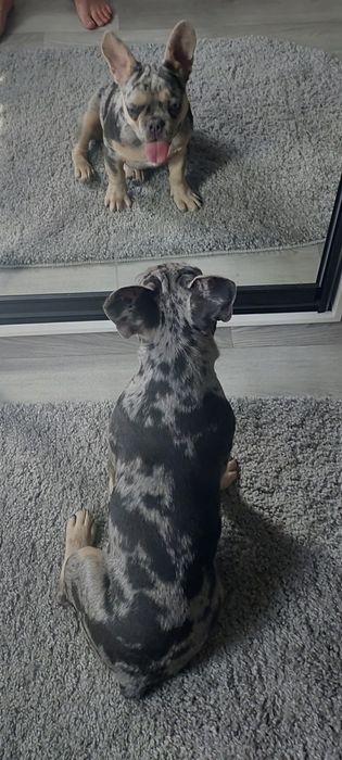 Срочно Французкій бульдог хлопчік