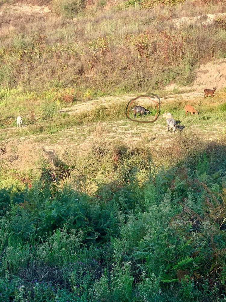 Cabras / Cabrito